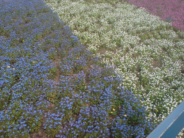 Flowers II