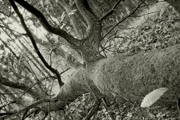 Mysterious Tree in The Forest