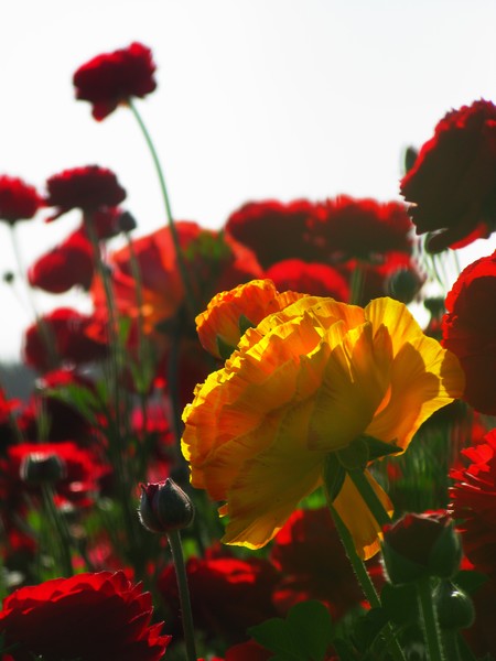 Ranunculus