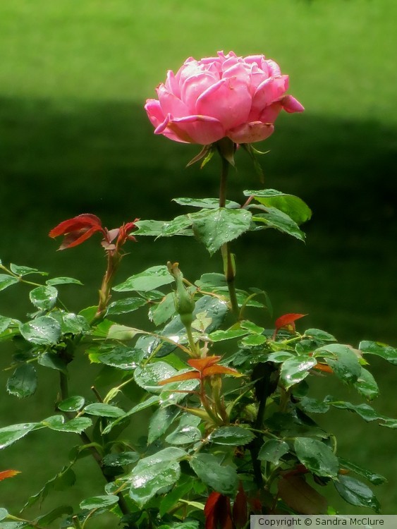 Raindrops on Roses