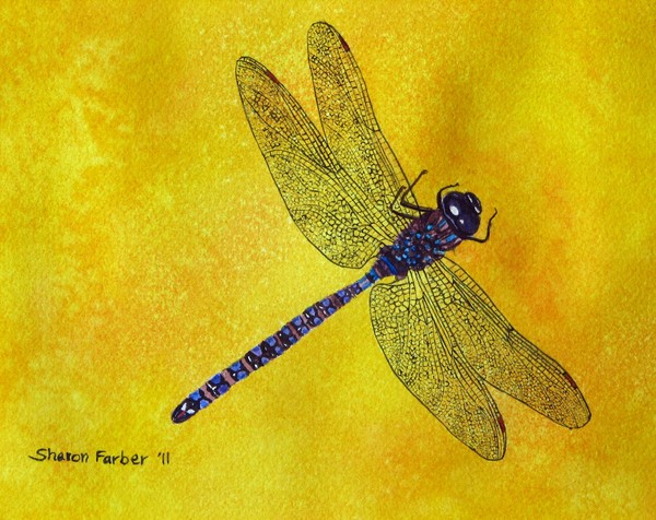 Blue and Purple Dragonfly