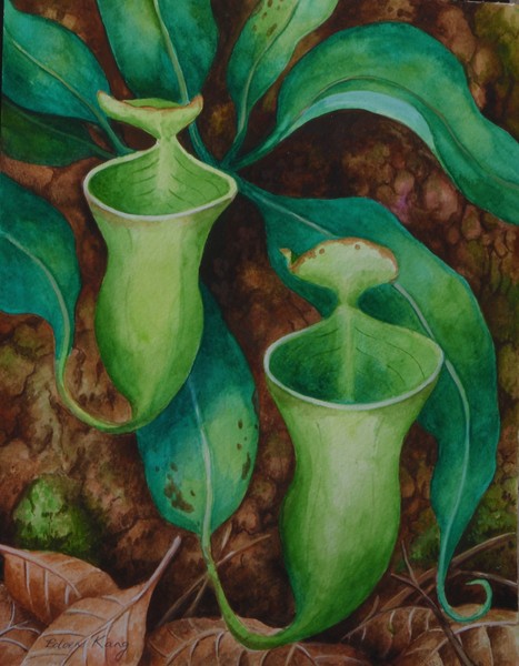 Borneo Nepenthes Campanulata