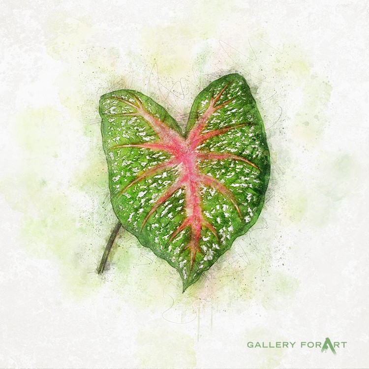 tropical-leaf-spot-03
