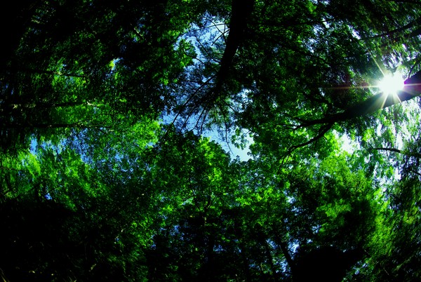 Sea of Green