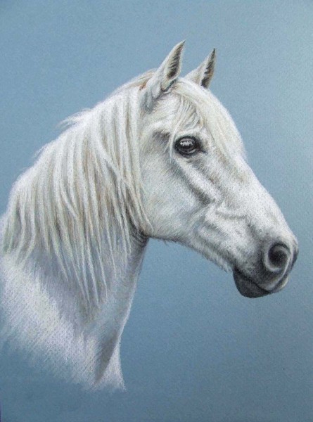 White Stallion