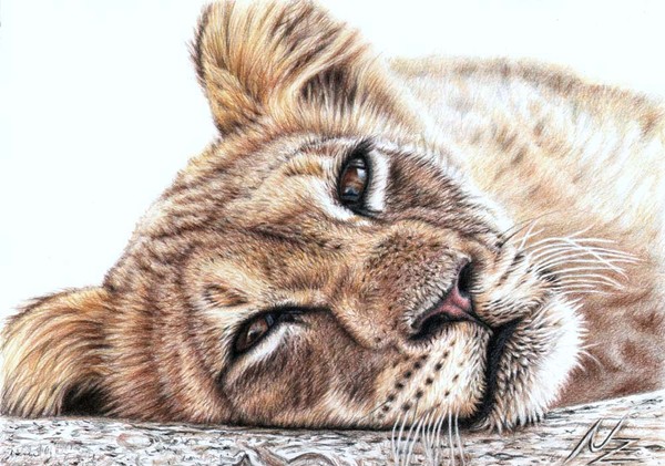 Tired Young Lion