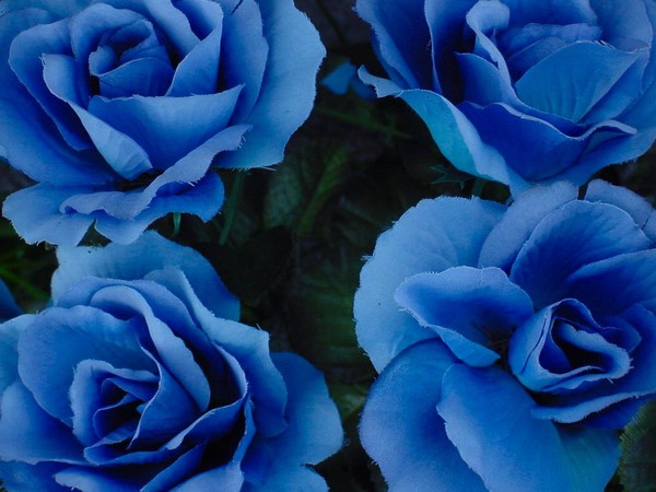 Blue Silk 4 Up
