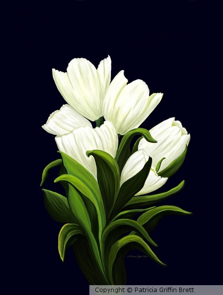 White Tulips
