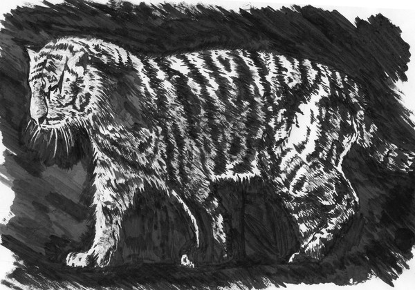 Inkwash Tiger