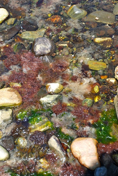 Underwater at Rachael Carson Pond