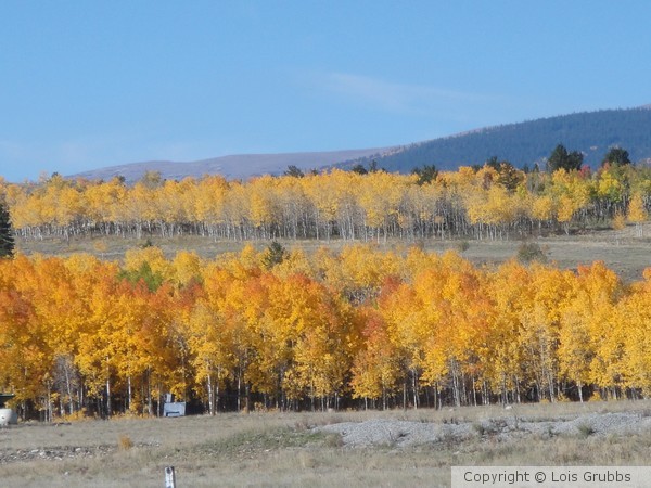 Fall Foilage