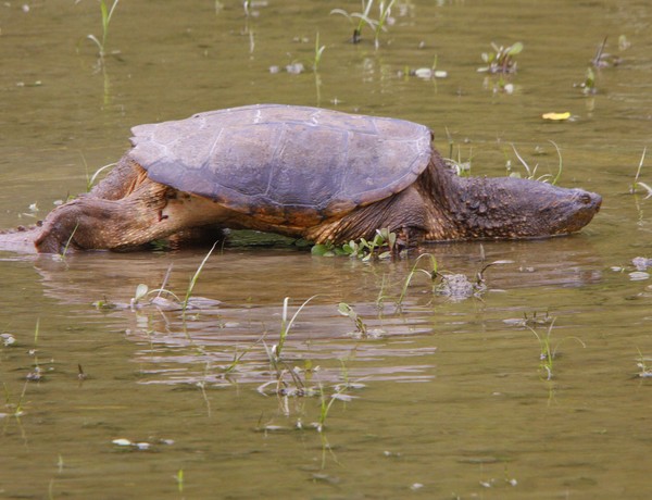 Female Snapping Turtle