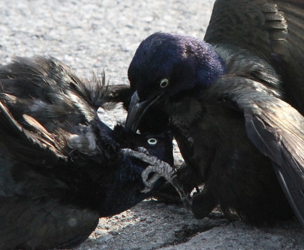 Grackels; Eye to Eye!