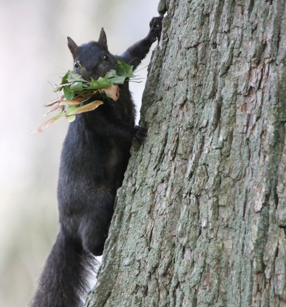 Leaf sandwich