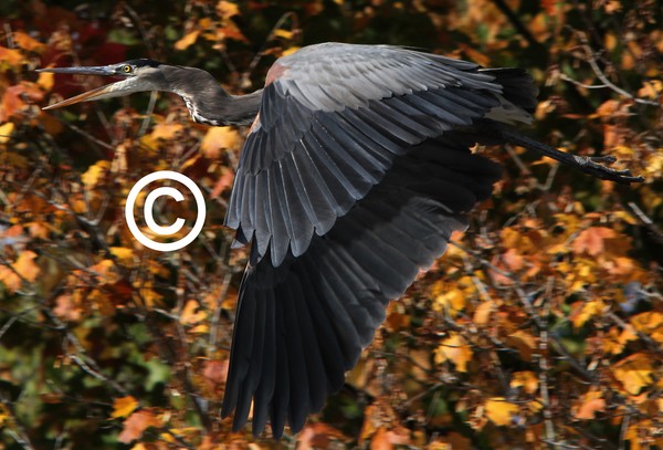 Great Blue Heron in Flight!