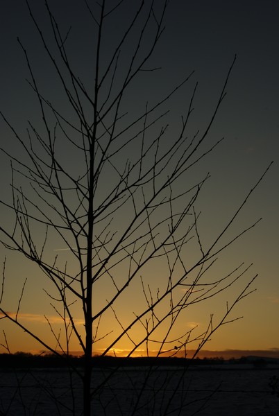 Sunset and Tree