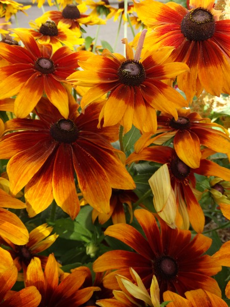 warm colors for this flowers