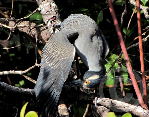Hiding Yellow-crowned Niht Heron