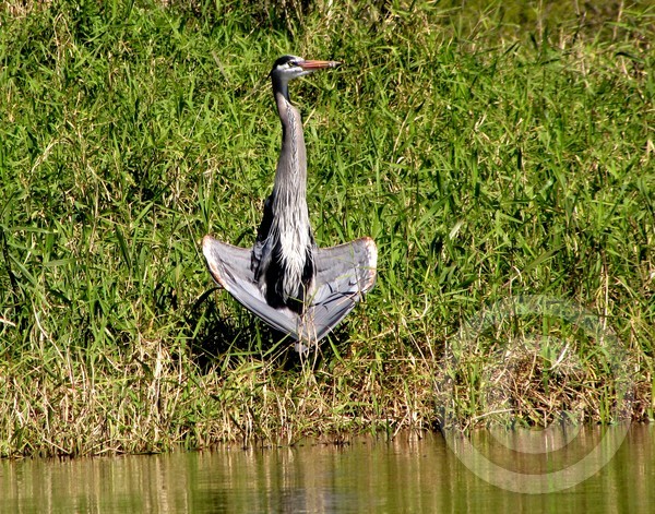 Great Blue Heron Yogi Master!