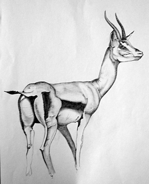 Bok