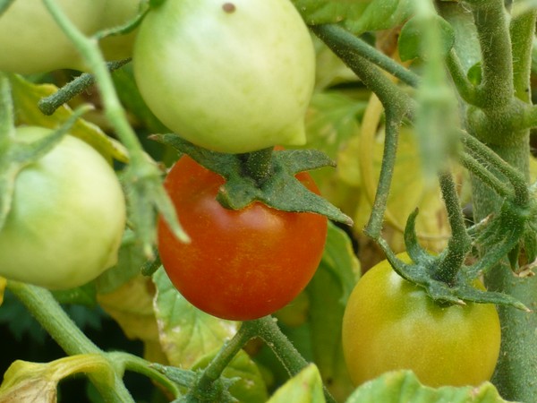 ripening