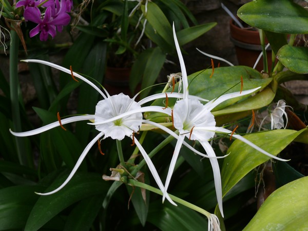 Orchid #5