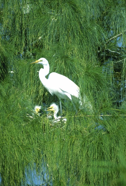 White Egret & Fledglings ***. ©2009, JDS