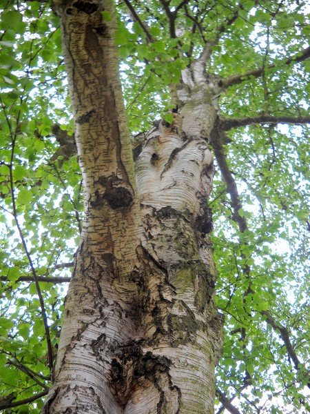 3-D Abstracts on Tree-Trunk