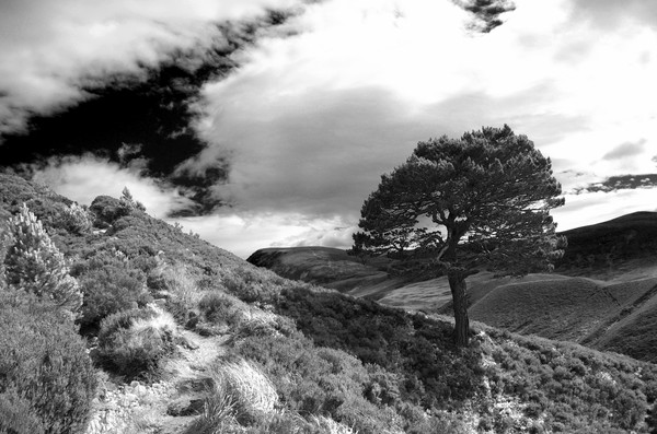 Pine tree