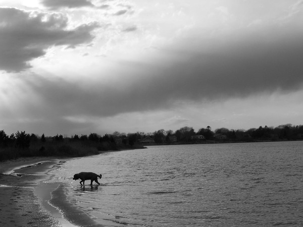 Panama's Cove