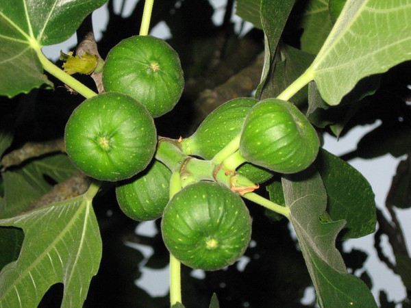 Fig Tree