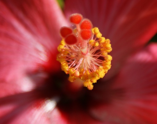 Hibiscus flower