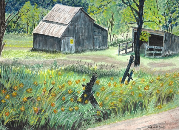 Daffodil_Farm