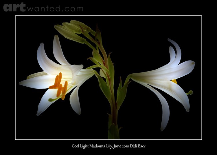Cool Light Madonna Lily