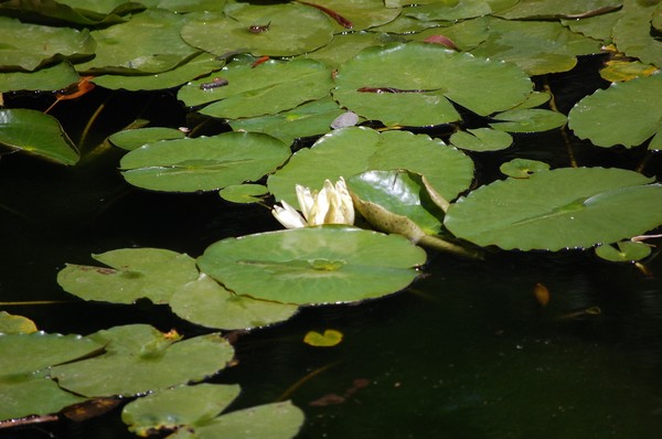 Tiny Turtle