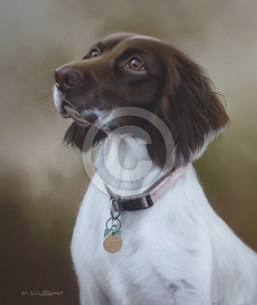 Springer Spaniel