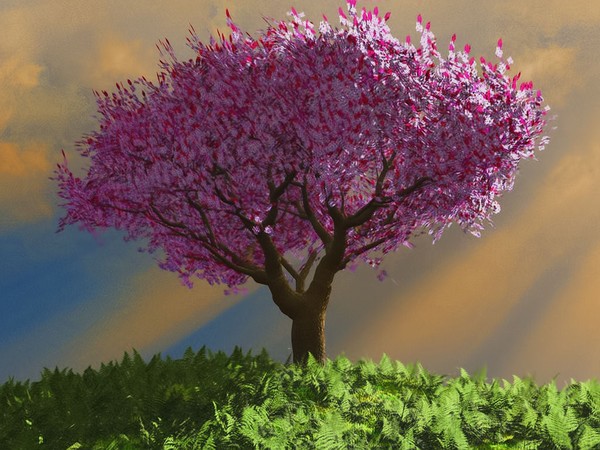 Cherry Tree
