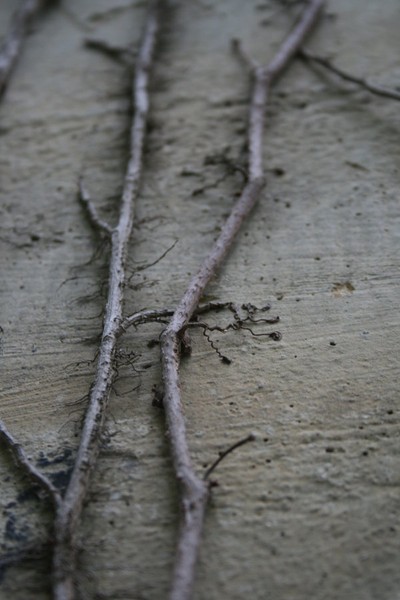 Climbing.
