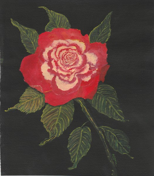 DOUBLE DELIGHT ROSE
