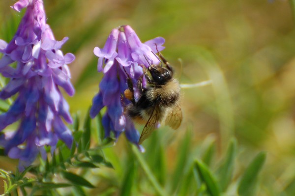 Bumbling Bee