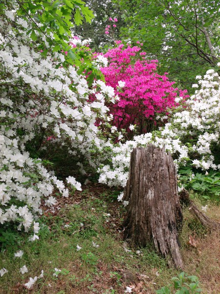 Azalea