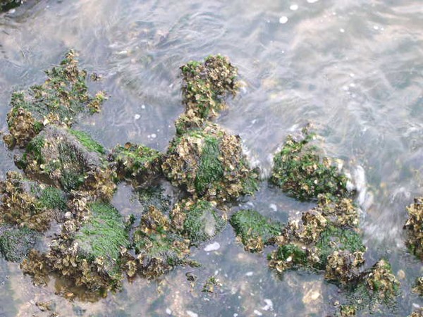 Mossy Rocks 04