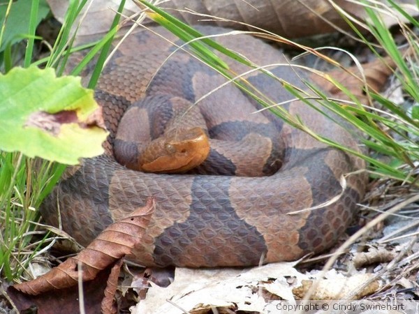 Copperhead