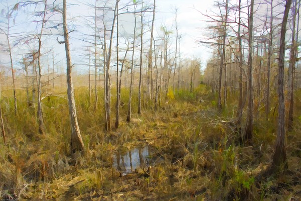 Everglades Trail
