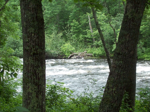 Through The Trees