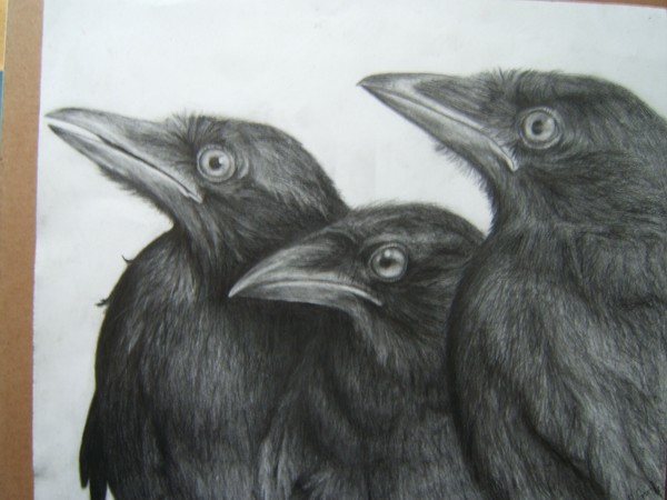 juvenile crows