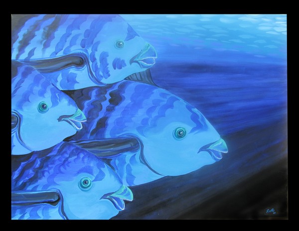 Midnight parrot fish