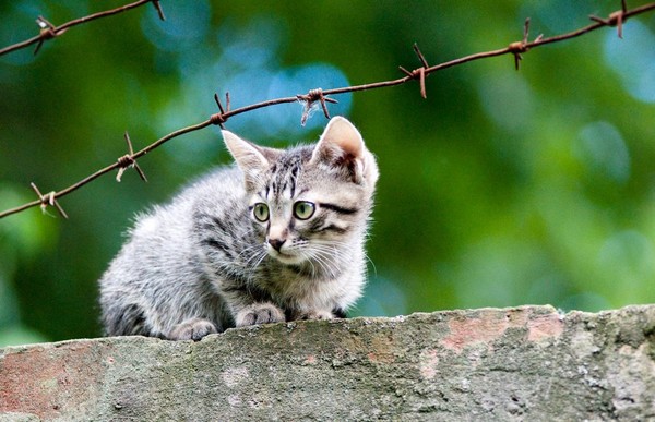 Curiosity