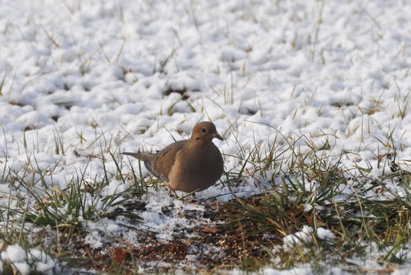 Dove in the snow