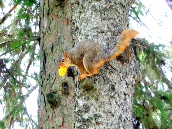 Balancing Act